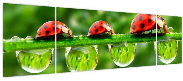 Obraz - Slunéčko sedmitečné (170x50 cm)