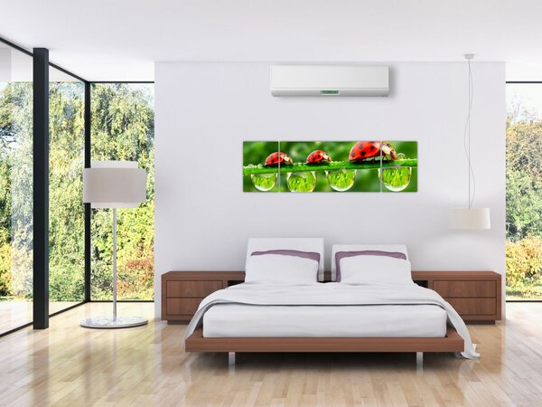 Obraz - Slunéčko sedmitečné (170x50 cm)