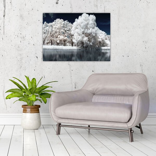 Obraz - Sněhobílé stromy (70x50 cm)