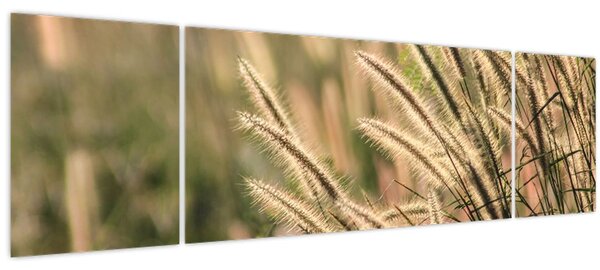 Obraz - Obilí (170x50 cm)