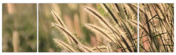 Obraz - Obilí (170x50 cm)