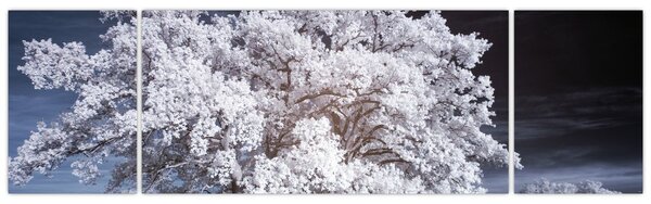 Obraz - Sněhobílý strom (170x50 cm)