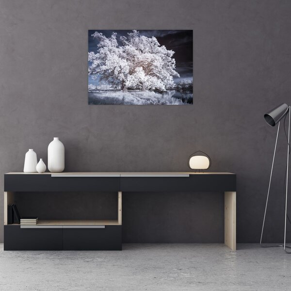 Obraz - Sněhobílý strom (70x50 cm)