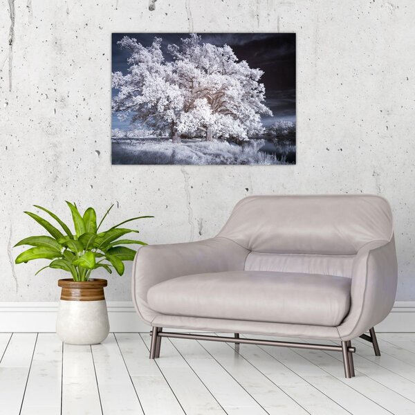 Obraz - Sněhobílý strom (70x50 cm)