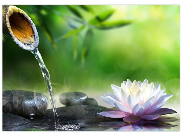 Obraz - Lotus (70x50 cm)