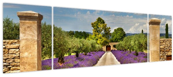 Obraz - Levandulové cesty (170x50 cm)