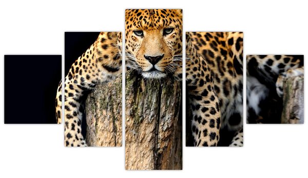 Obraz - Gepard (125x70 cm)
