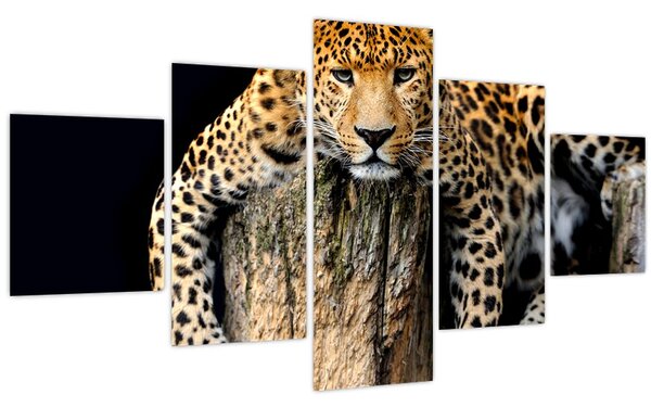 Obraz - Gepard (125x70 cm)
