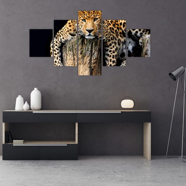 Obraz - Gepard (125x70 cm)