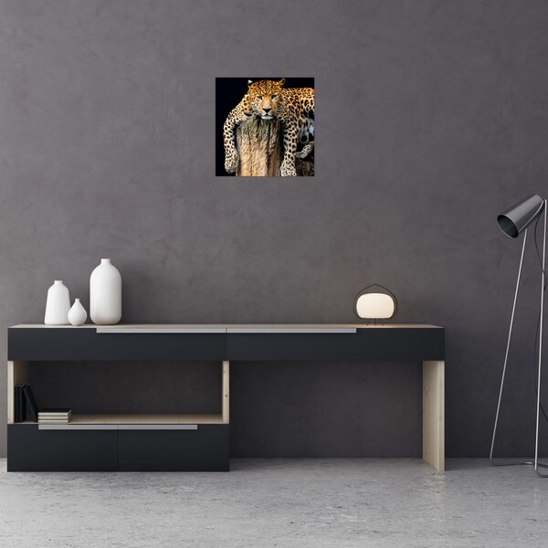 Obraz - Gepard (30x30 cm)