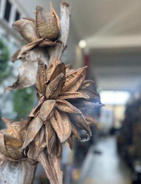 Sororoca – přírodní dekorační květina