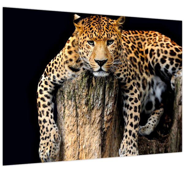 Obraz - Gepard (70x50 cm)