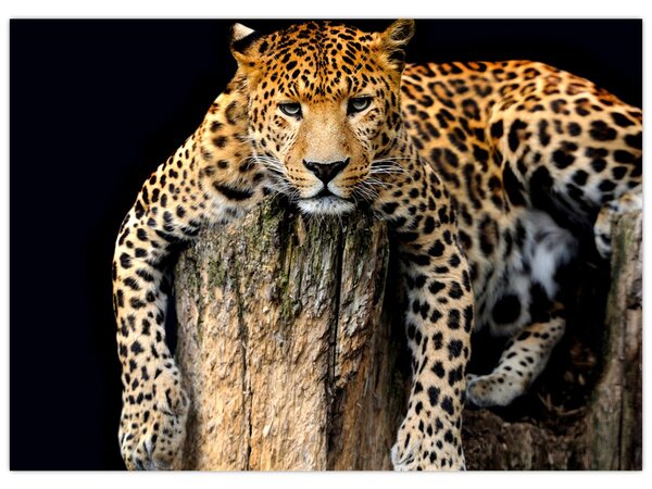 Obraz - Gepard (70x50 cm)