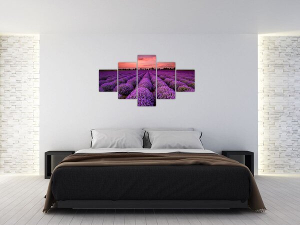 Obraz - Levandulové pole (125x70 cm)