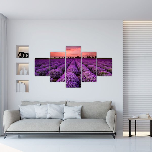 Obraz - Levandulové pole (125x70 cm)