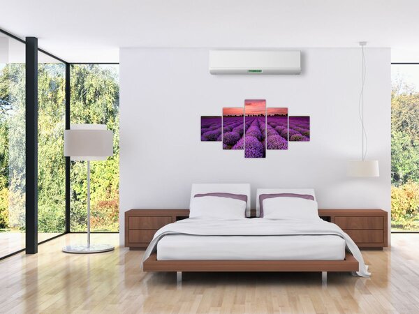Obraz - Levandulové pole (125x70 cm)