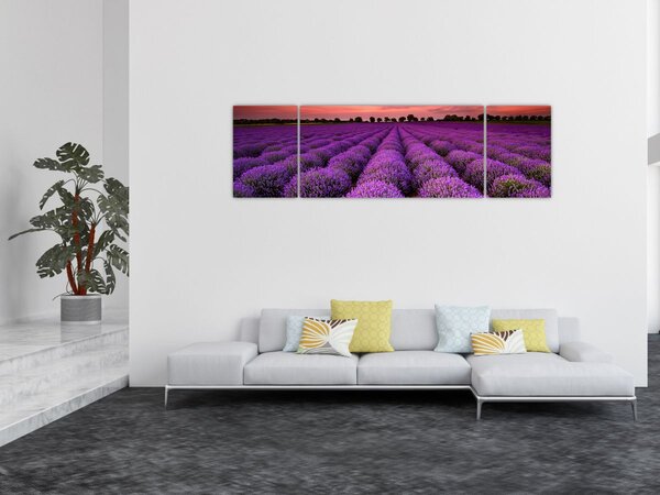 Obraz - Levandulové pole (170x50 cm)
