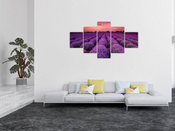 Obraz - Levandulové pole (125x70 cm)