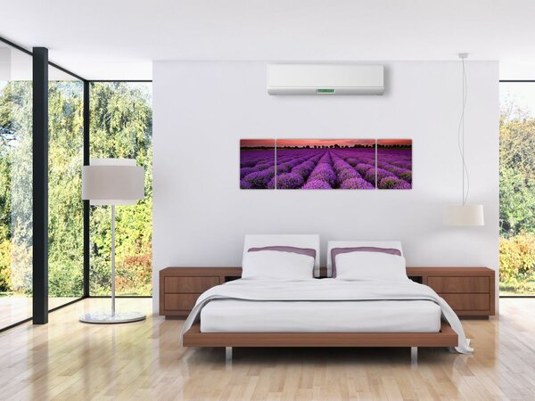 Obraz - Levandulové pole (170x50 cm)