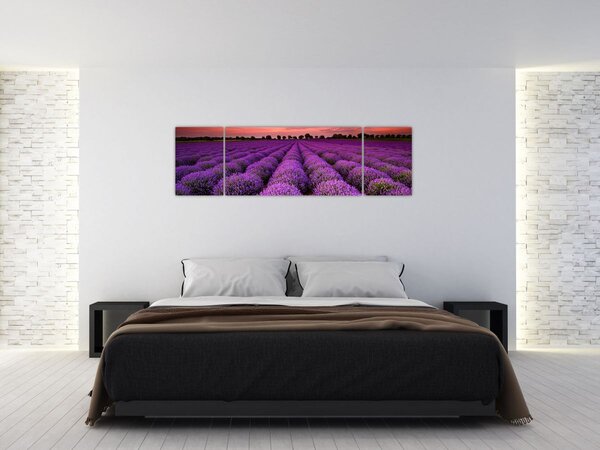 Obraz - Levandulové pole (170x50 cm)