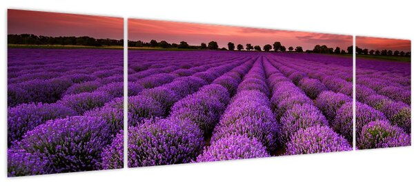 Obraz - Levandulové pole (170x50 cm)