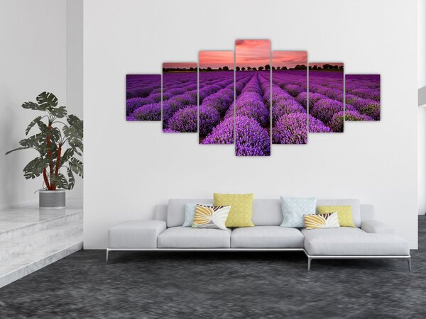 Obraz - Levandulové pole (210x100 cm)