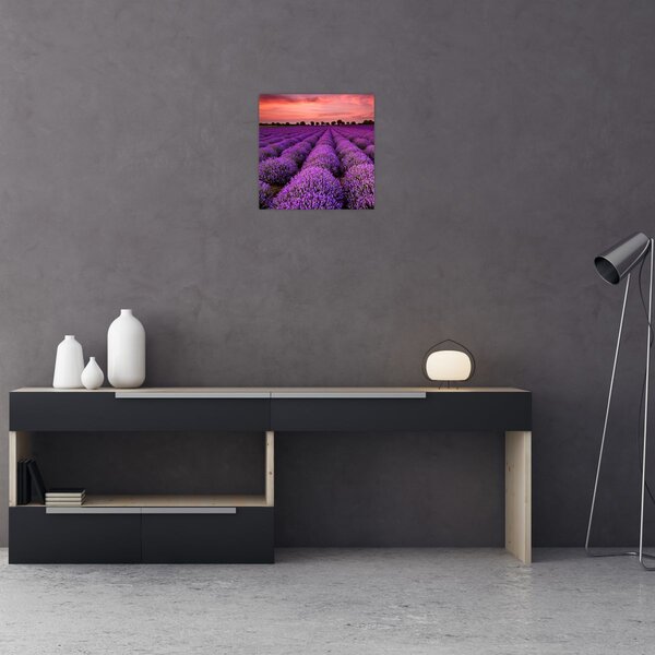 Obraz - Levandulové pole (30x30 cm)