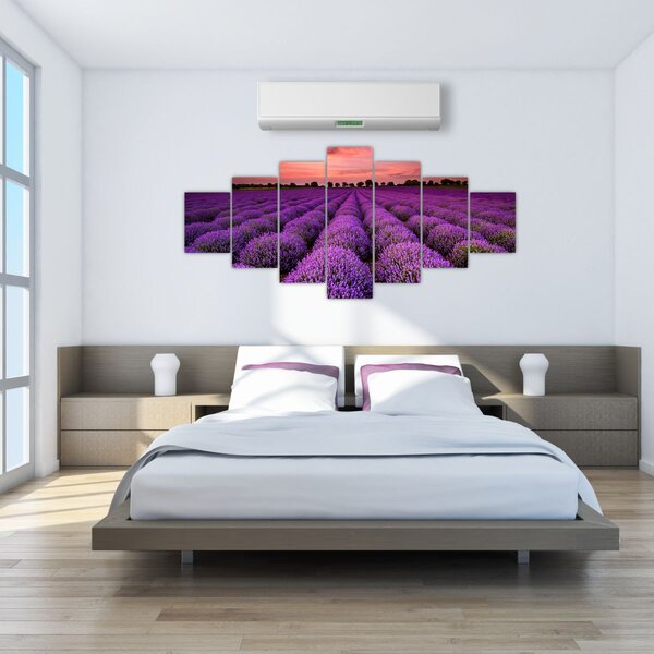 Obraz - Levandulové pole (210x100 cm)