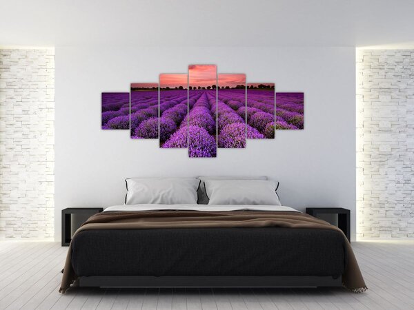 Obraz - Levandulové pole (210x100 cm)