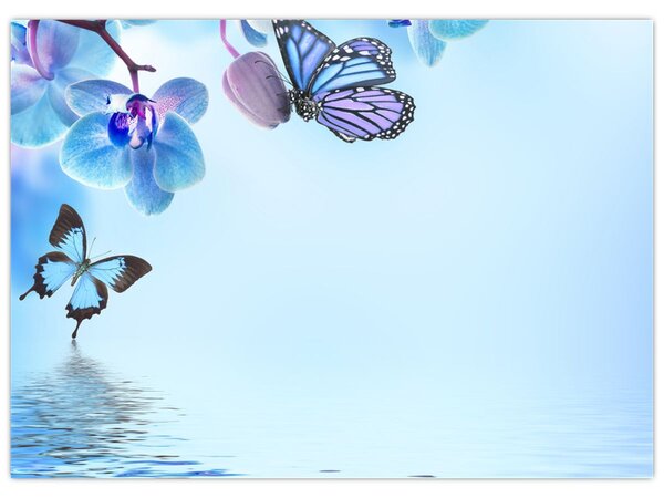 Obraz - Motýl na květech orchideje, modrý (70x50 cm)