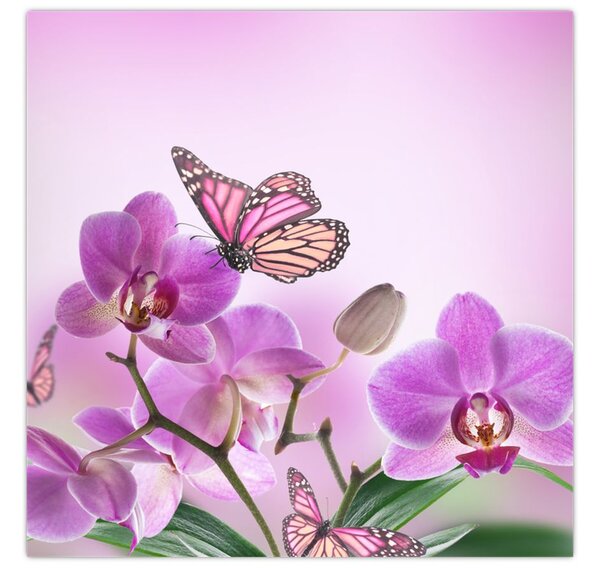 Obraz - Motýl na květech orchideje, lila (30x30 cm)