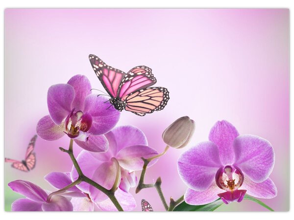 Obraz - Motýl na květech orchideje, lila (70x50 cm)