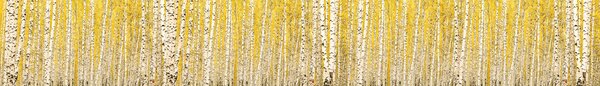 DIMEX | Fototapeta do kuchyně Žlutý březový háj KI-420-197 | 420 x 60 cm | žlutá, černá, bílá