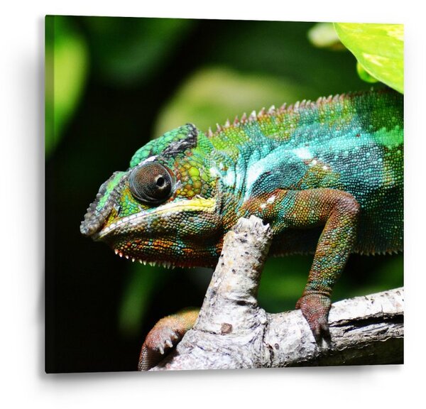 Sablio Obraz Chameleon - 50x50 cm