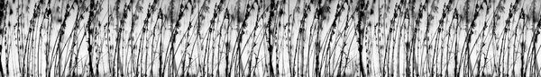 DIMEX | Fototapeta do kuchyně Černobílá tráva KI-420-137| 420 x 60 cm | černobílá