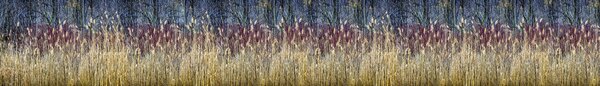 DIMEX | Fototapeta do kuchyně Zimní rákos KI-420-170| 420 x 60 cm | vícebarevná