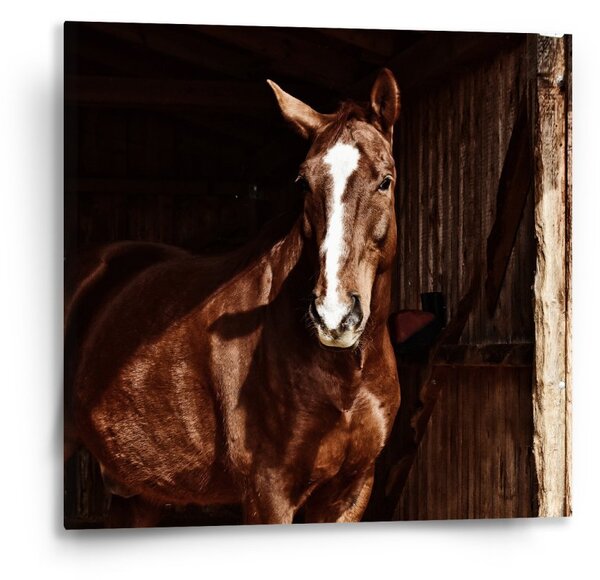 Sablio Obraz Kůň ve stáji - 50x50 cm