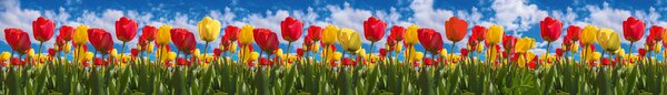 DIMEX | Fototapeta do kuchyně Pole tulipánů KI-420-131| 420 x 60 cm | zelená, modrá, červená, žlutá