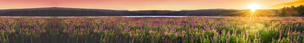 DIMEX | Fototapeta do kuchyně Západ slunce na louku KI-420-145| 420 x 60 cm | zelená, fialová, žlutá