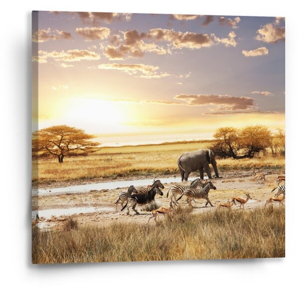 Sablio Obraz Safari - 50x50 cm