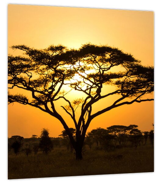 Obraz - Africká savana (30x30 cm)