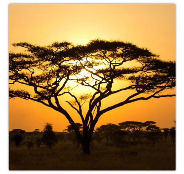 Obraz - Africká savana (30x30 cm)