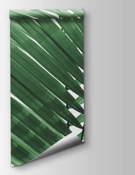 Fototapeta Svěží zelené palmové listy na bílém pozadí, Fototapety s tropickým motivem, Populární fototapety, u97550v2 - Tapeko.co.cz