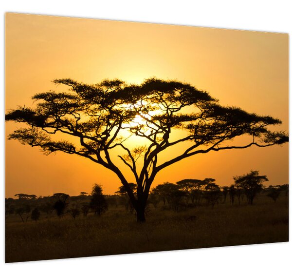 Obraz - Africká savana (70x50 cm)