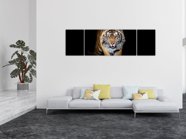 Obraz - Tygr (170x50 cm)