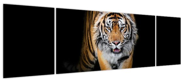 Obraz - Tygr (170x50 cm)