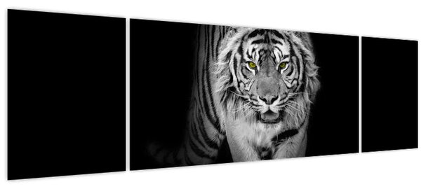 Obraz - Tygr se žlutýma očima (170x50 cm)