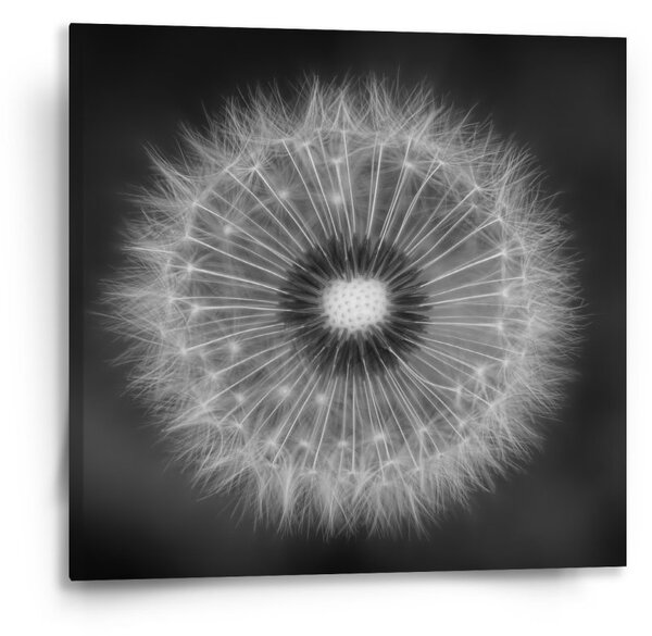 Sablio Obraz Černobílá pampeliška - 50x50 cm