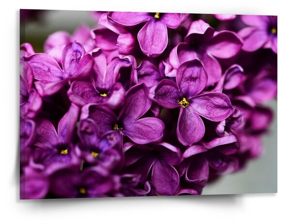 Sablio Obraz Fialové květy - 150x110 cm