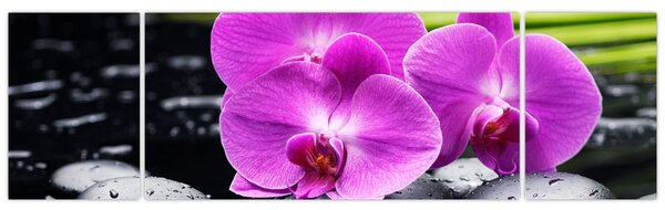 Obraz - Orchideje (170x50 cm)